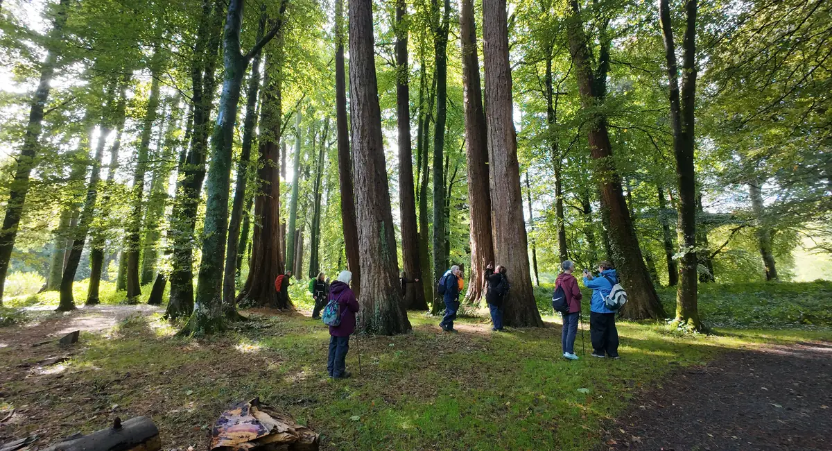 A group of women walking among giant redwood trees in dappled autumn sunlight